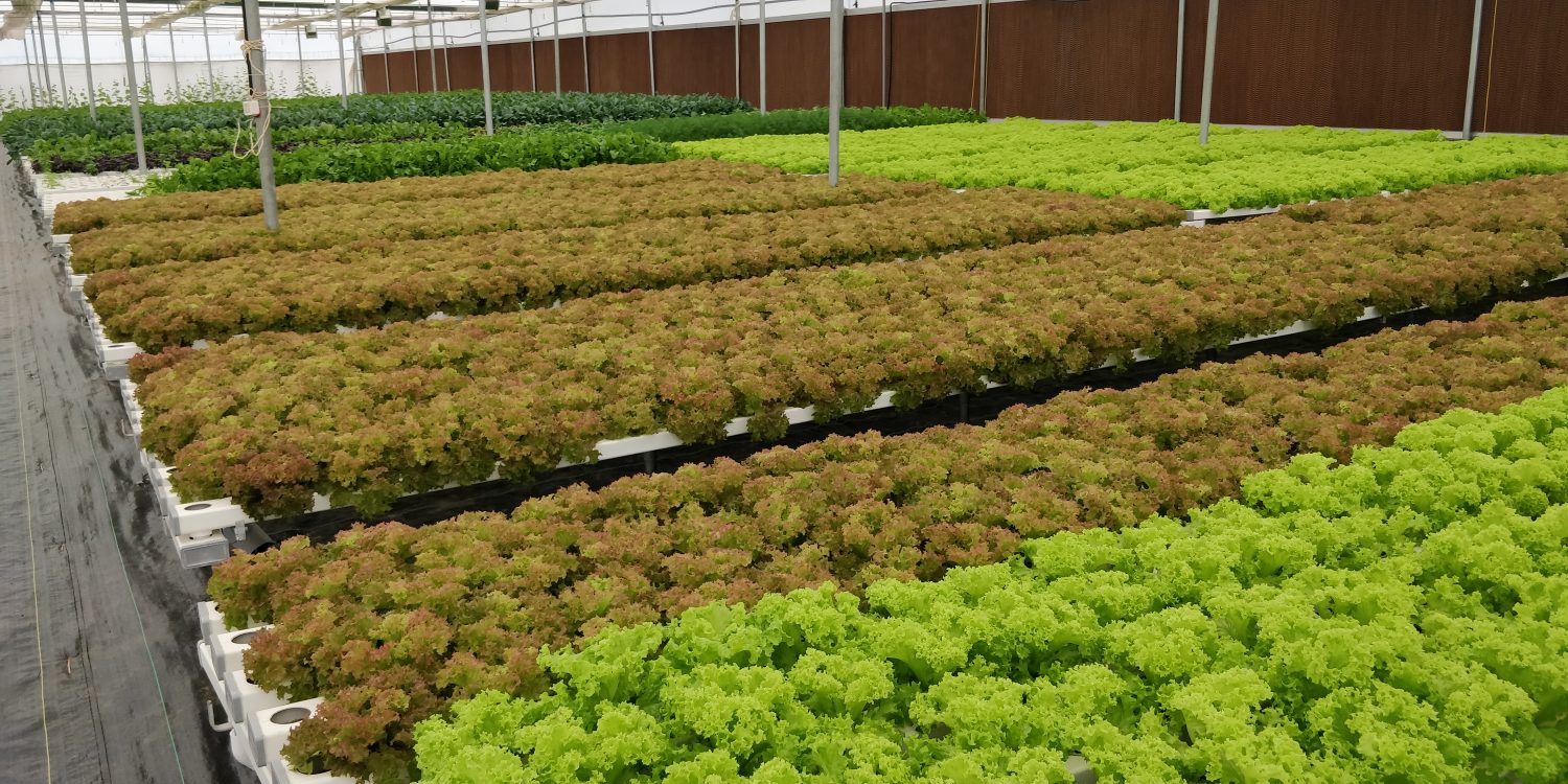 Beginner’s Guide to Nutrient Film Technique – Hydroponics