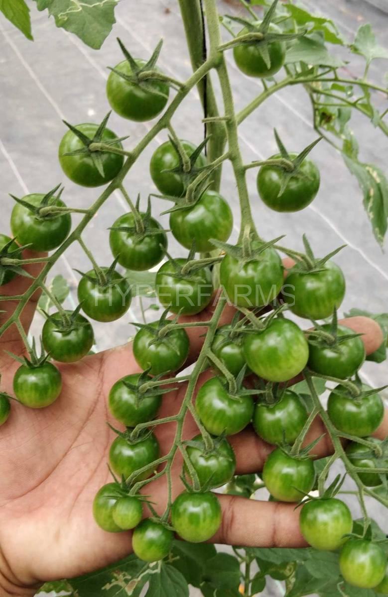 cherry-tomato-hydroponics-hyperfarms-in-india3-Large