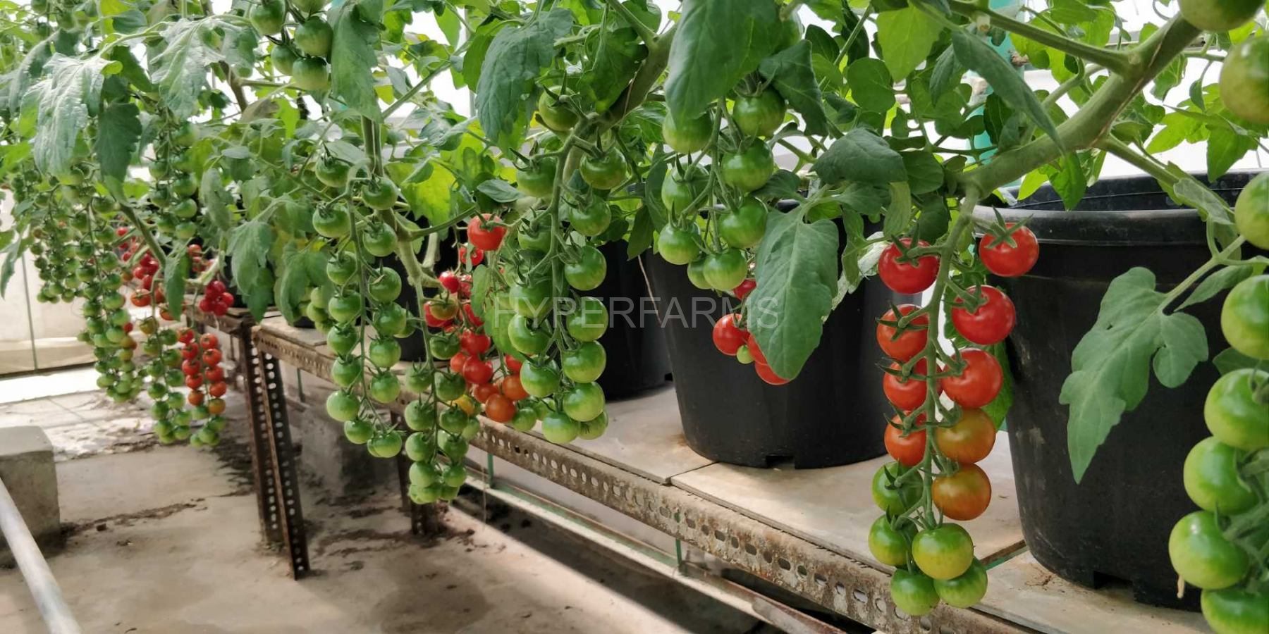 cherry-tomato-hydroponics-hyperfarms-in-india4-Large