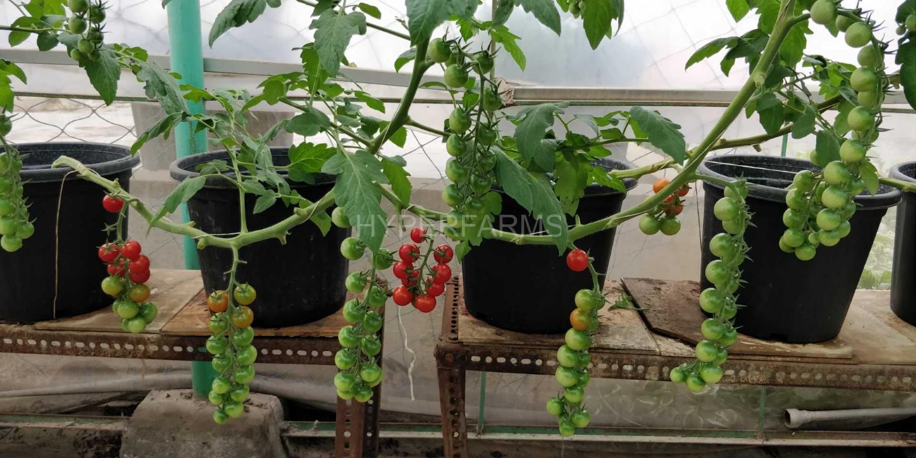 cherry-tomato-hydroponics-hyperfarms-in-india5-Large