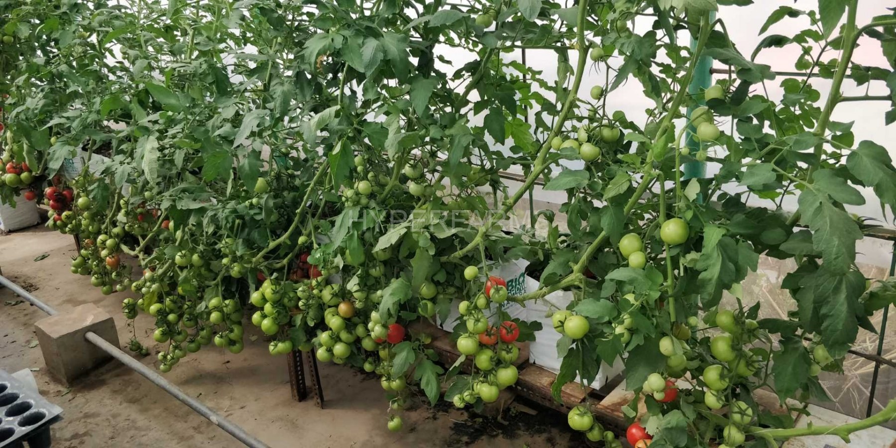 cocktail-tomato-hydroponics-hyperfarms-in-india5-Large