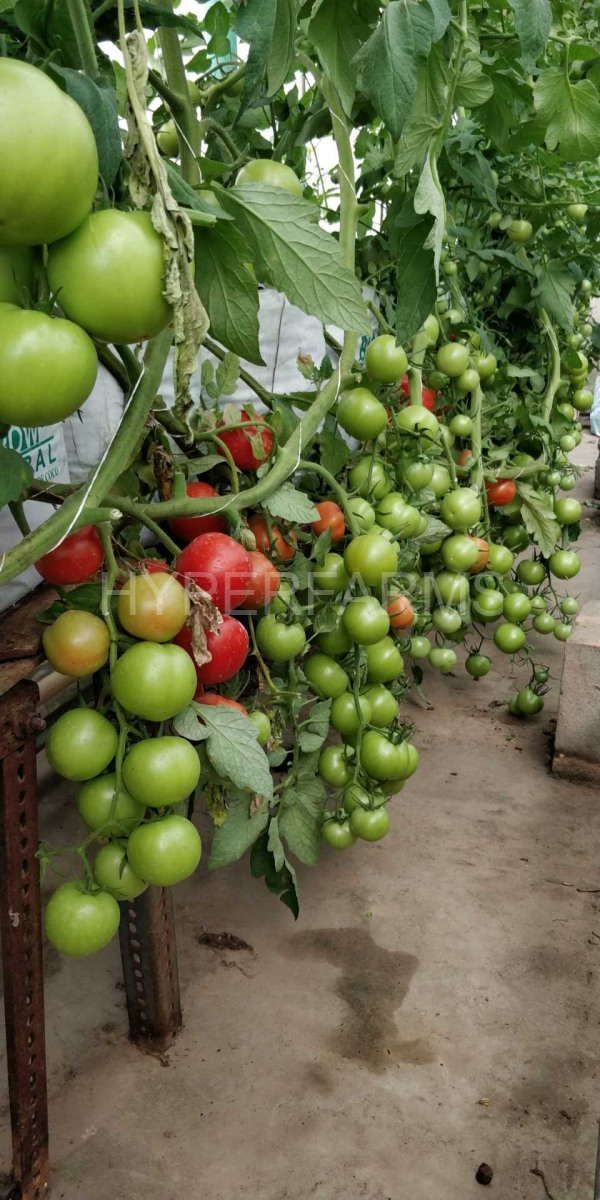 cocktail-tomato-hydroponics-hyperfarms-in-india6-Large