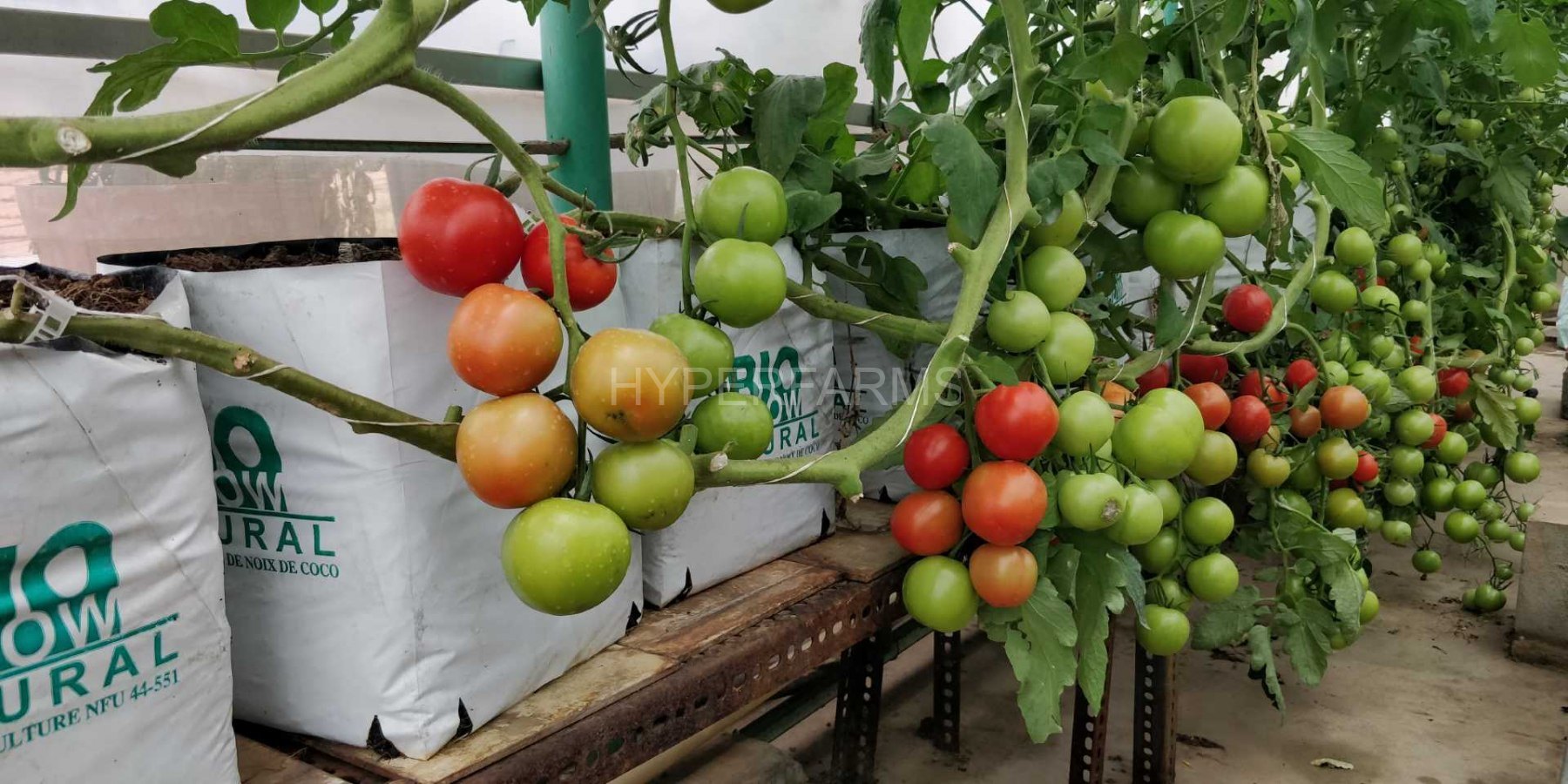 cocktail-tomato-hydroponics-hyperfarms-in-india7-Large