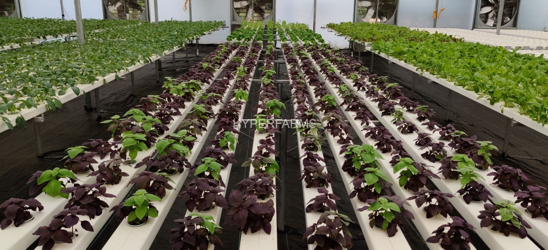 commercial-hydroponics-farm-bangalore-1-sm