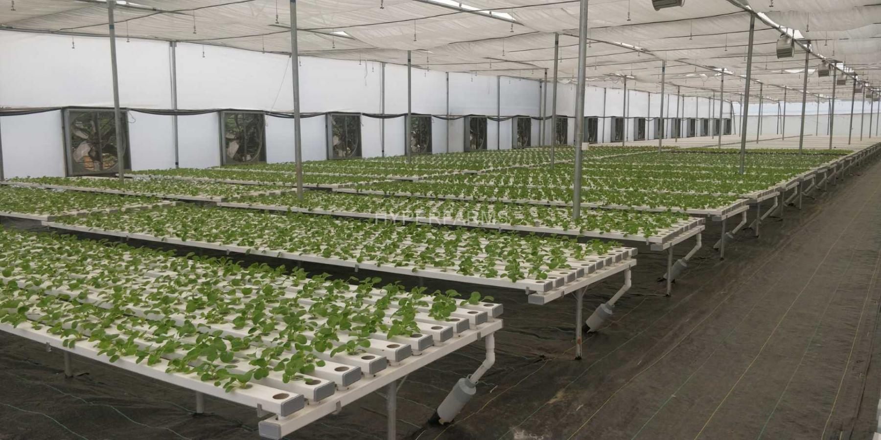 commercial-hydroponics-farm-india-hyperfarms-6-Large
