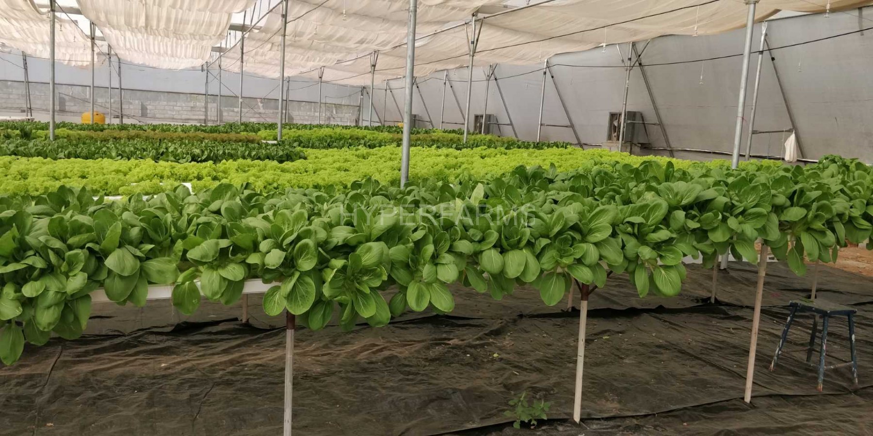 commercial-hydroponics-farming-india-hyperfarms-1-Large
