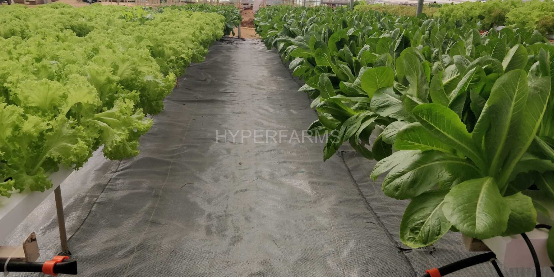 commercial-hydroponics-farming-india-hyperfarms-2-Large