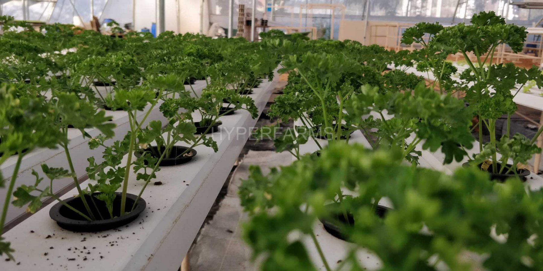 hydroponic-parsley-commercial-hydroponics-farming-india-hyperfarms-4-Large