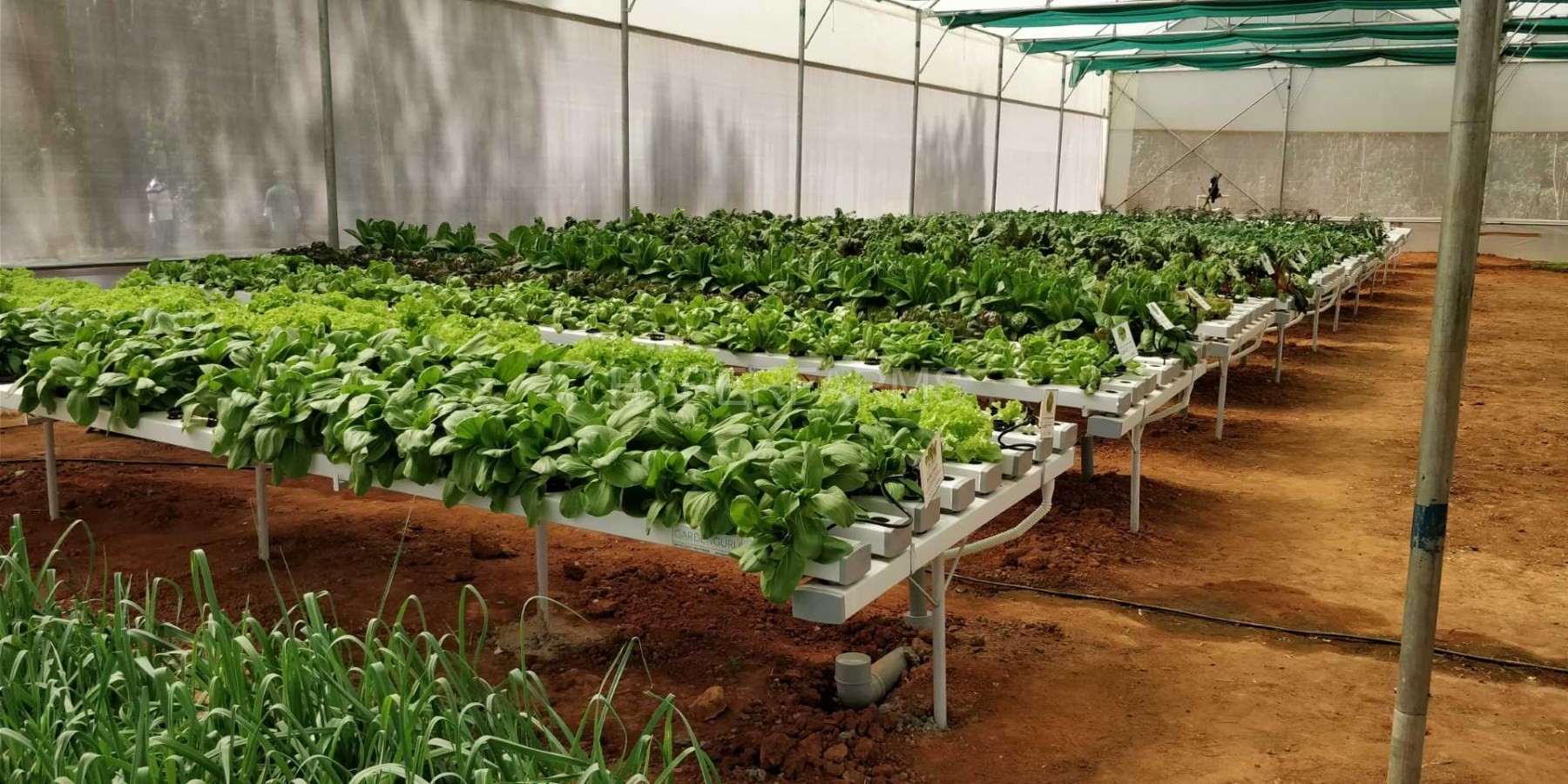 hydroponics-commercial-farm-urban-farming-in-india-1-Large