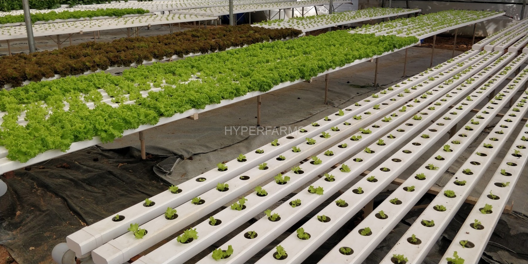 hyperfarms-commercial-hydroponics-portfolio-1