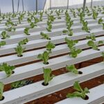 Hydroponics-consultants-india-project-costing (1)