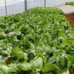 Hydroponics-consultants-india-project-costing (2)