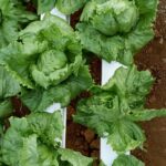 Hydroponics-consultants-india-project-costing (3)