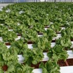 Hydroponics-consultants-india-project-costing (4)