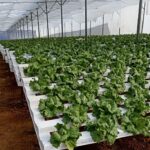 Hydroponics-consultants-india-project-costing (7)