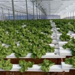 Hydroponics-consultants-india-project-costing (8)