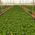 Hydroponics-farming-profitable-in-india (1)