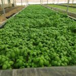 Hydroponics-farming-profitable-in-india (10)