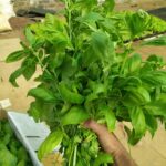 Hydroponics-farming-profitable-in-india (11)