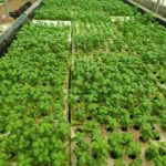 Hydroponics-farming-profitable-in-india (12)