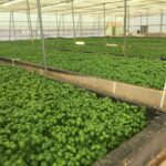 Hydroponics-farming-profitable-in-india (2)