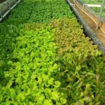 Hydroponics-farming-profitable-in-india (3)