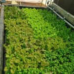 Hydroponics-farming-profitable-in-india (4)