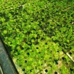 Hydroponics-farming-profitable-in-india (5)