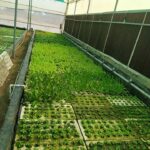 Hydroponics-farming-profitable-in-india (6)