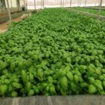 Hydroponics-farming-profitable-in-india (7)