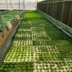 Hydroponics-farming-profitable-in-india (8)