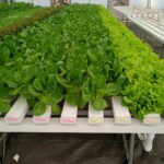 Hydroponics-in-mumbai-pune (1)