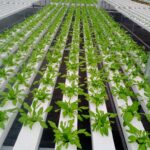 Hydroponics-in-mumbai-pune (2)