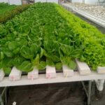 Hydroponics-in-mumbai-pune (3)