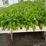 Hydroponics-in-mumbai-pune (4)