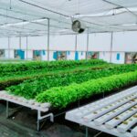 Hydroponics-in-mumbai-pune (5)