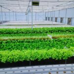 Hydroponics-in-mumbai-pune (6)