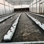 Hydroponics in Gujarat