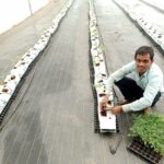 commercial-hydroponics-farm-costing-tomato (2)