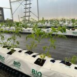 commercial-hydroponics-farm-costing-tomato (3)