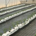 commercial-hydroponics-farm-costing-tomato (4)