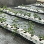 commercial-hydroponics-farm-costing-tomato (5)