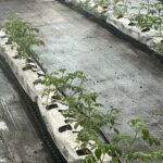 commercial-hydroponics-farm-costing-tomato (6)