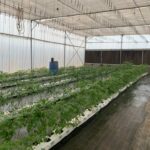 commercial-hydroponics-farm-costing-tomato (7)
