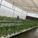 commercial-hydroponics-farm-costing-tomato (8)