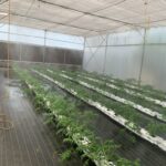 commercial-hydroponics-farm-costing-tomato (9)
