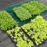 cost-of-setting-up-hydroponics-farm (2)