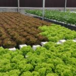 cost-of-setting-up-hydroponics-farm (4)