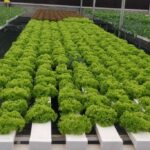 cost-of-setting-up-hydroponics-farm (5)