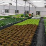 cost-of-setting-up-hydroponics-farm (7)